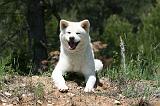 AKITA INU 381